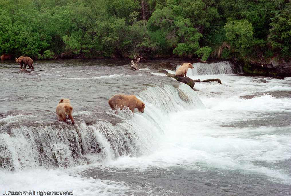 Bear at Brooks Falls During the Salmon Run   Katmai National Park, Alaska