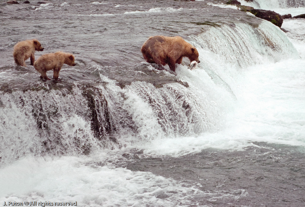 Cubs Patiently Waiting for the Catch of the Day   Brooks Falls, Katmai National Park, Alaska