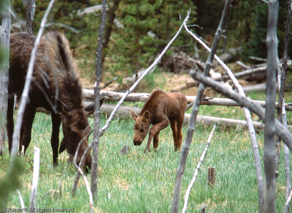 Moose in Yellowstone   Yellowstone National Park, Wyoming