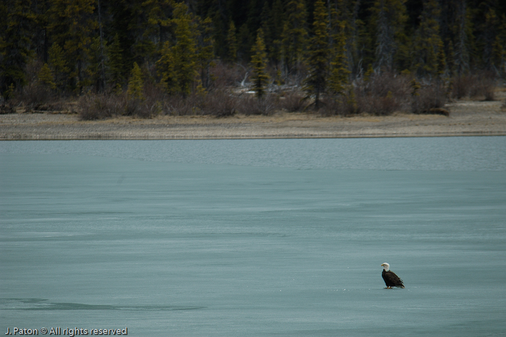    Icefield Parkway, Banff National Park, Alberta Canada