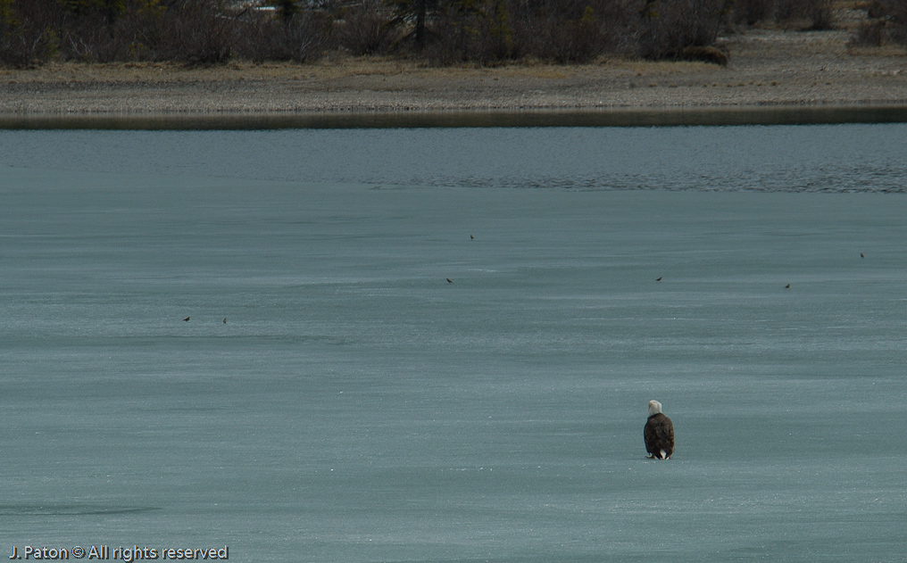 Bald Eagle on the ice watching little birds   Icefield Parkway, Banff National Park, Alberta Canada