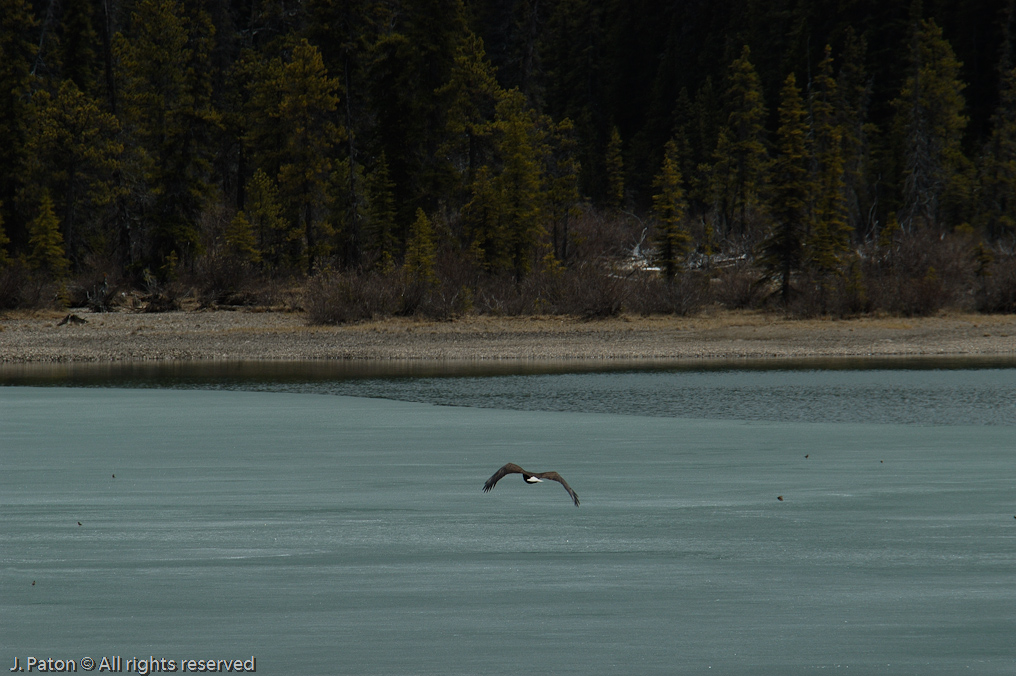 Bald Eagle in Flight   Icefield Parkway, Banff National Park, Alberta Canada