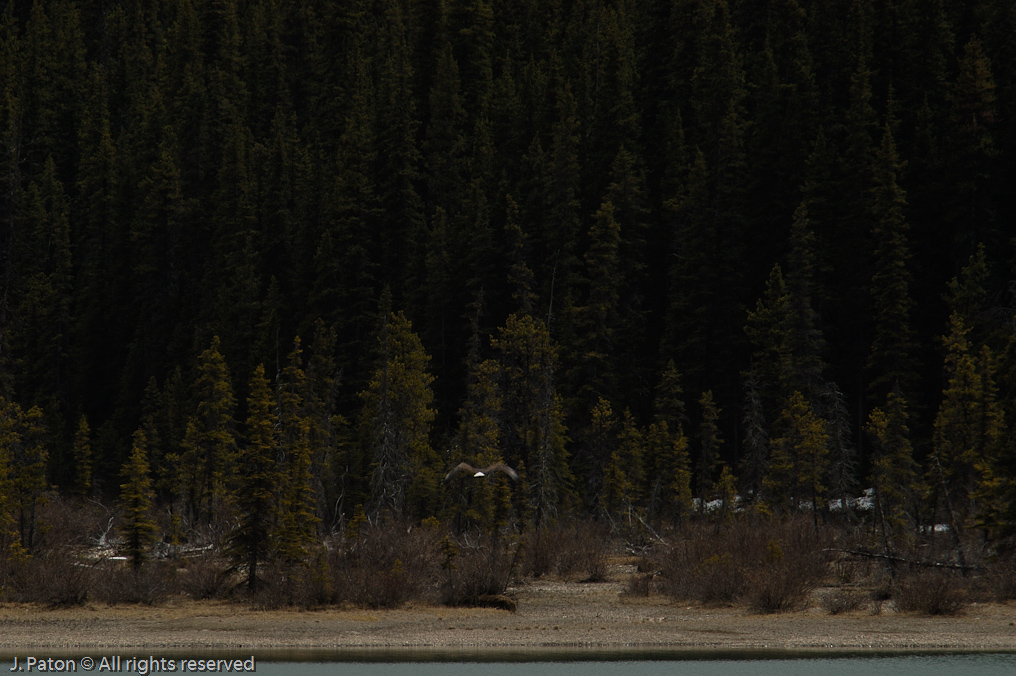    Icefield Parkway, Banff National Park, Alberta Canada