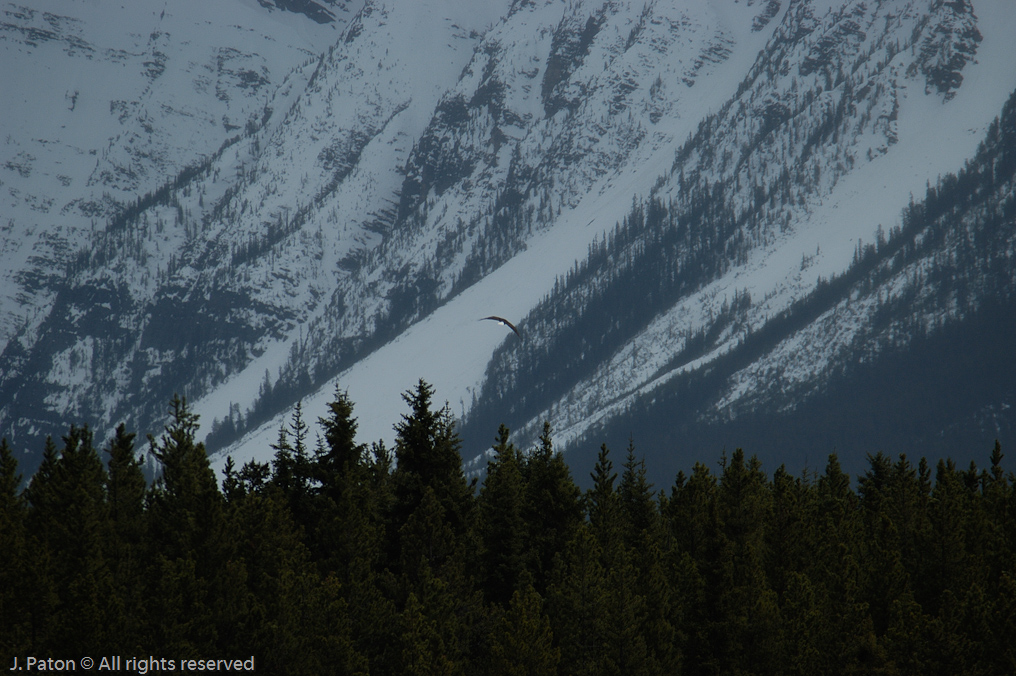 Bald Eagle in Flight   Icefield Parkway, Banff National Park, Alberta Canada