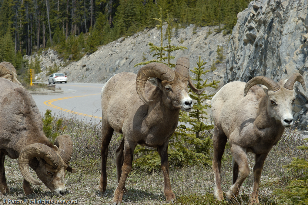 Bighorn Sheep   Icefield Parkway, Jasper National Park, Alberta, Canada