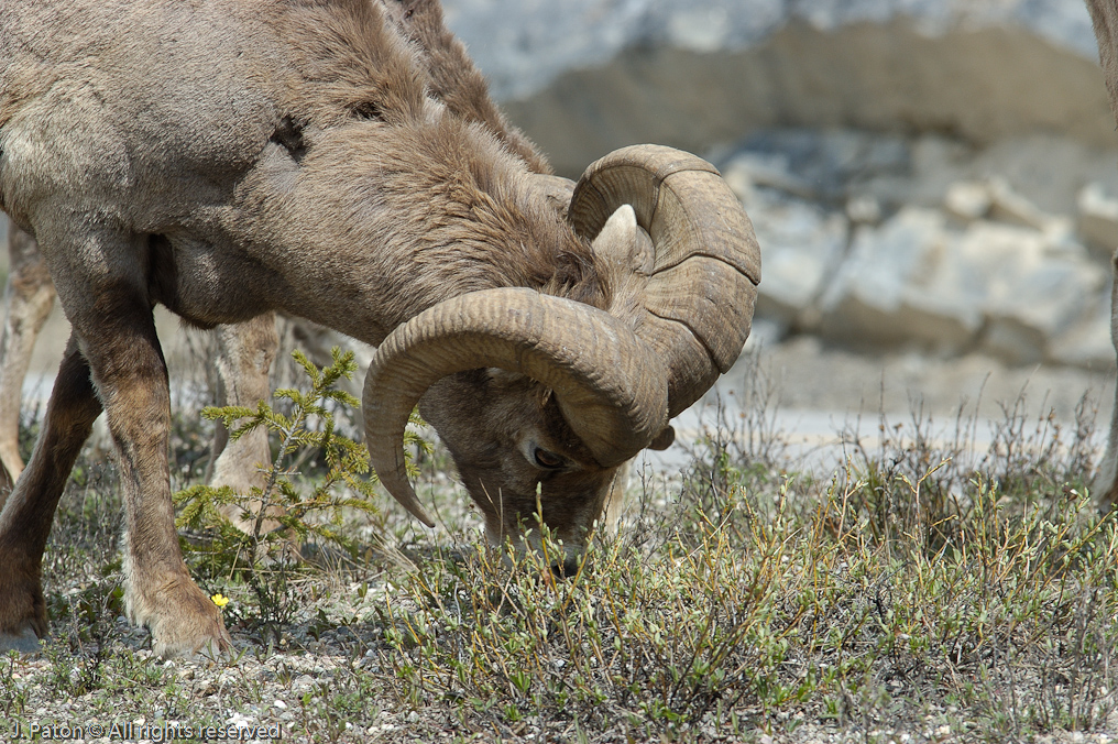 Bighorn Sheep   Icefield Parkway, Jasper National Park, Alberta, Canada