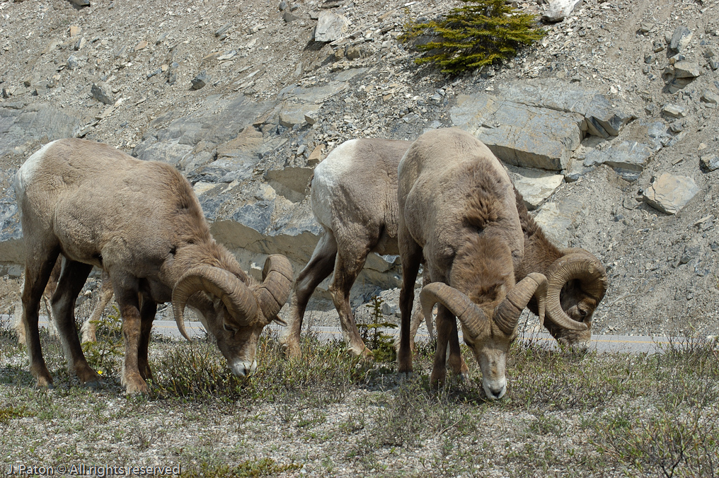 Bighorn Sheep   Icefield Parkway, Jasper National Park, Alberta, Canada