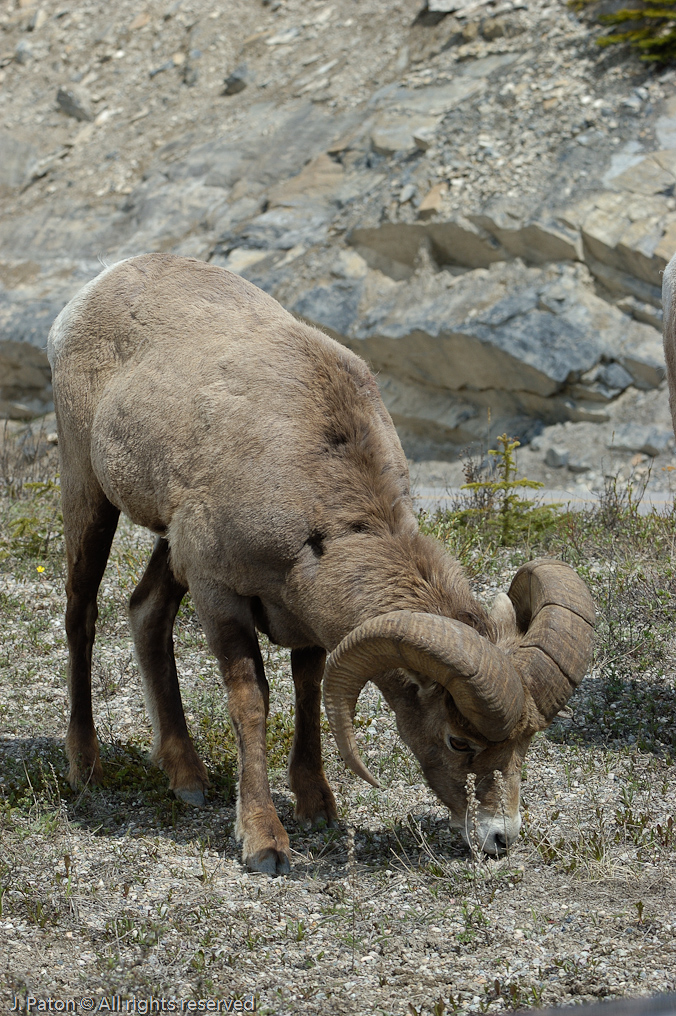 Bighorn Sheep   Icefield Parkway, Jasper National Park, Alberta, Canada