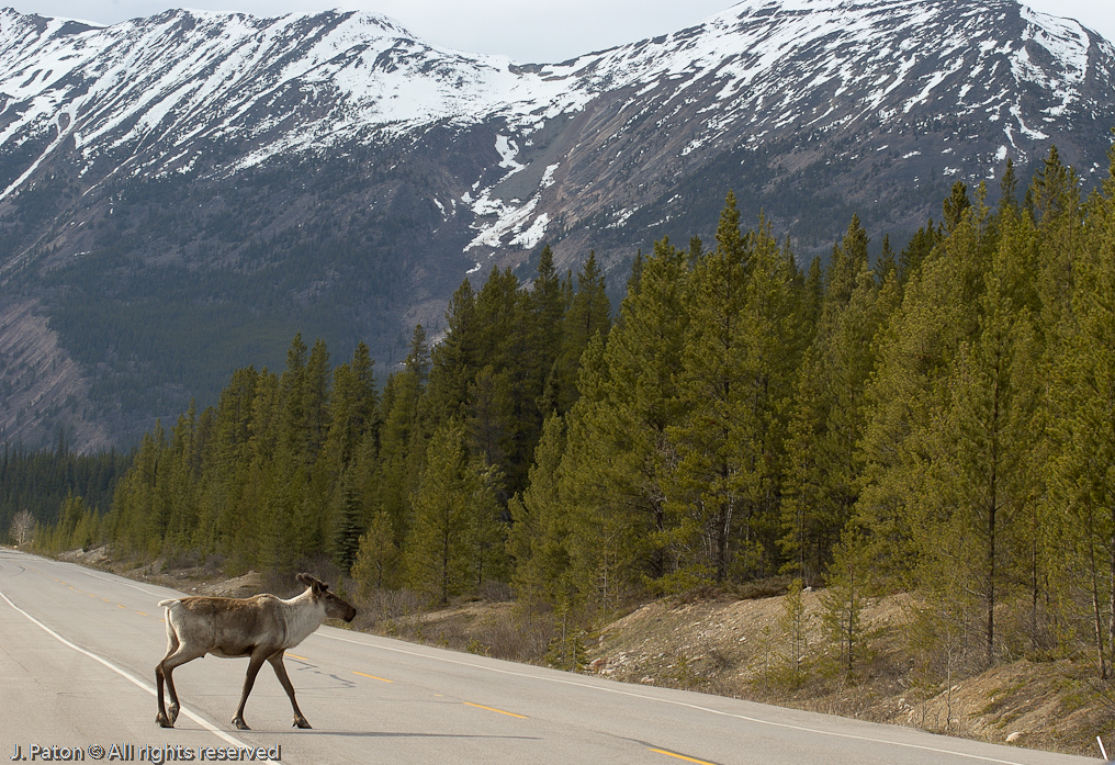 Caribou Crossing   Icefield Parkway, Jasper National Park, Alberta, Canada