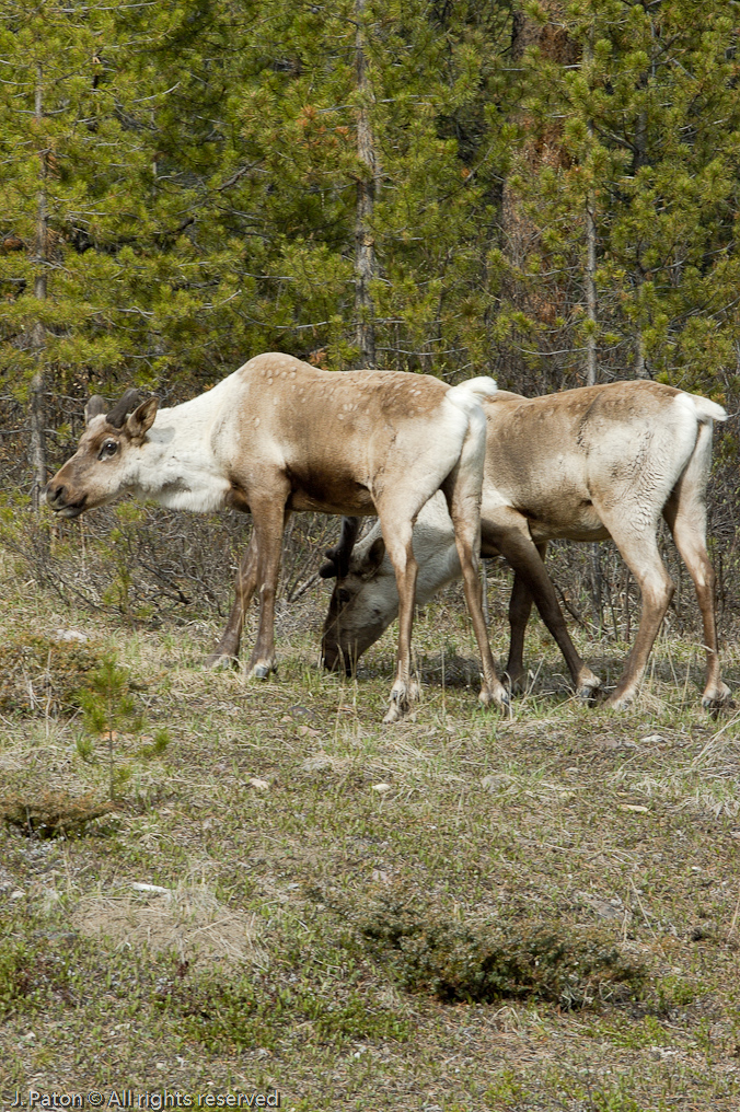 Caribou   Icefield Parkway, Jasper National Park, Alberta, Canada