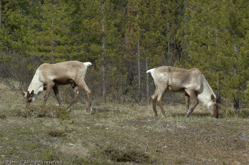 Caribou   Icefield Parkway, Jasper National Park, Alberta, Canada