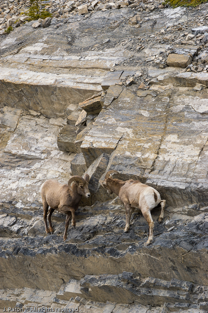 Eyeing the Competition   Icefield Parkway, Jasper National Park, Alberta, Canada