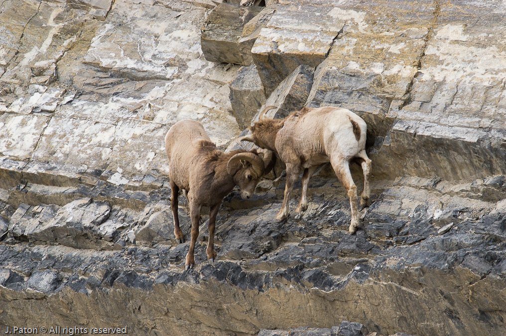 Minor Contact   Icefield Parkway, Jasper National Park, Alberta, Canada