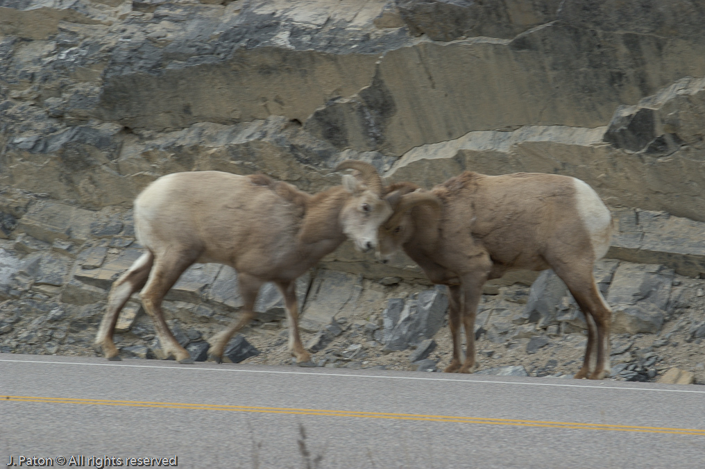    Icefield Parkway, Jasper National Park, Alberta, Canada