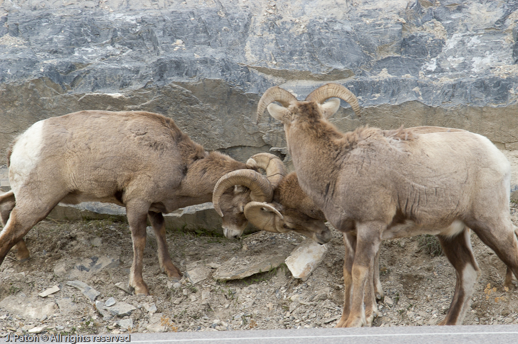 Bighorn Sheep   Icefield Parkway, Jasper National Park, Alberta, Canada