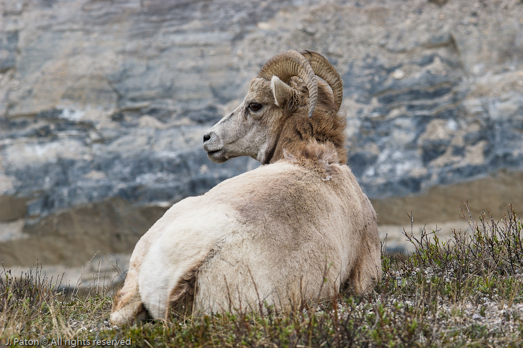 Bighorn Sheep   Icefield Parkway, Jasper National Park, Alberta, Canada