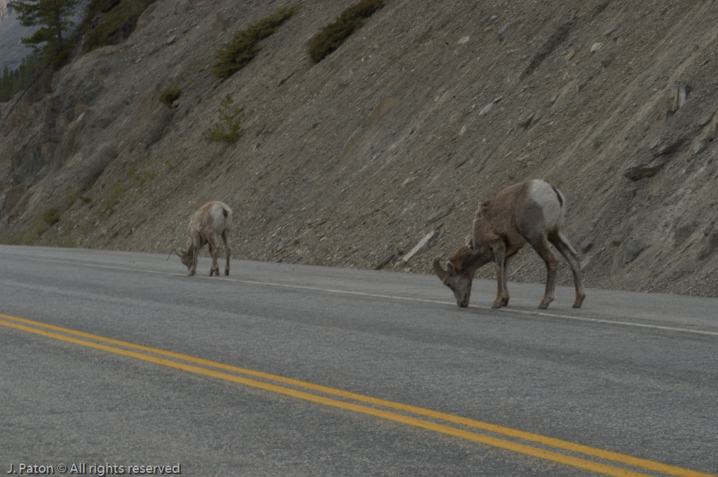    Icefield Parkway, Jasper National Park, Alberta, Canada