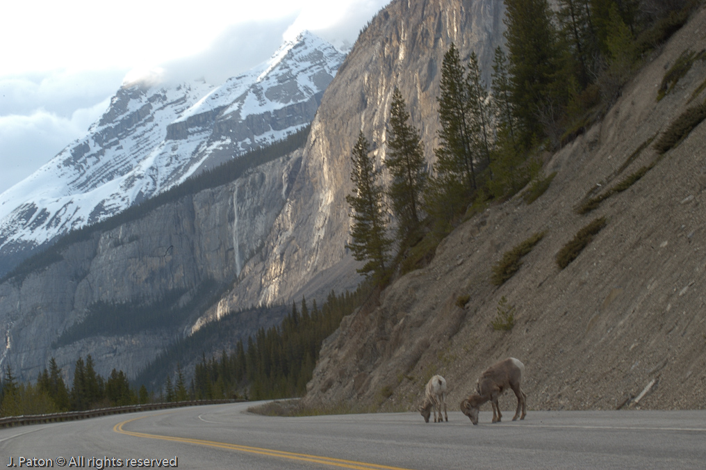    Icefield Parkway, Jasper National Park, Alberta, Canada