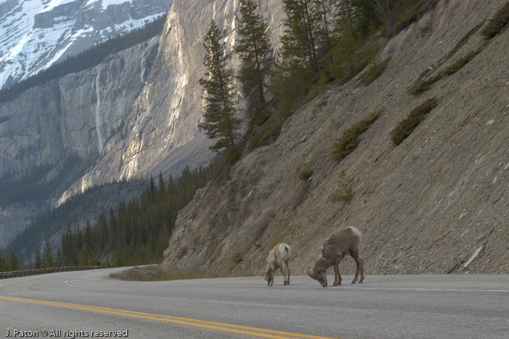    Icefield Parkway, Jasper National Park, Alberta, Canada