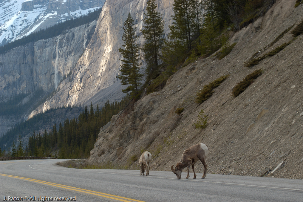 Bighorn on Road   Icefield Parkway, Jasper National Park, Alberta, Canada