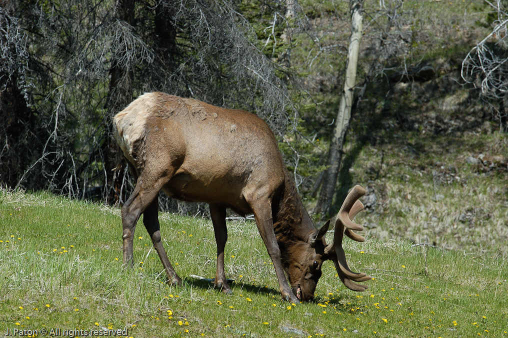 Elk   Banff National Park, Alberta, Canada