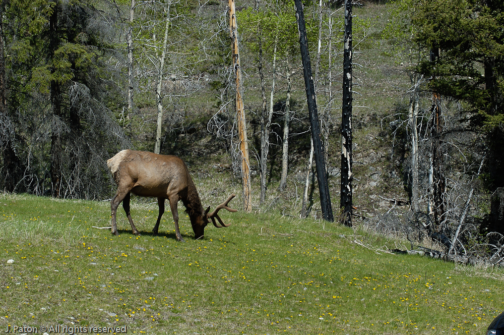 Elk   Banff National Park, Alberta, Canada