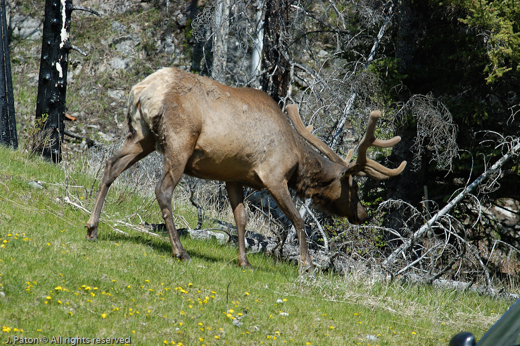 Elk   Banff National Park, Alberta, Canada