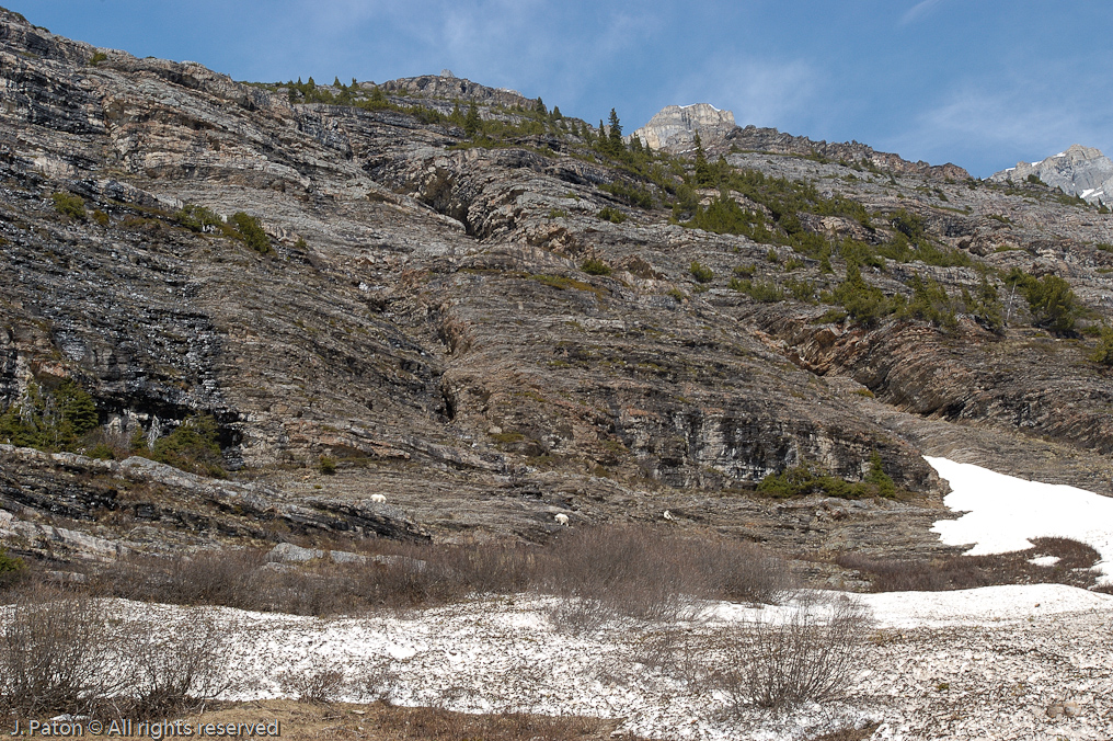 Mountain Goats Along Trail   Banff National Park, Alberta, Canada