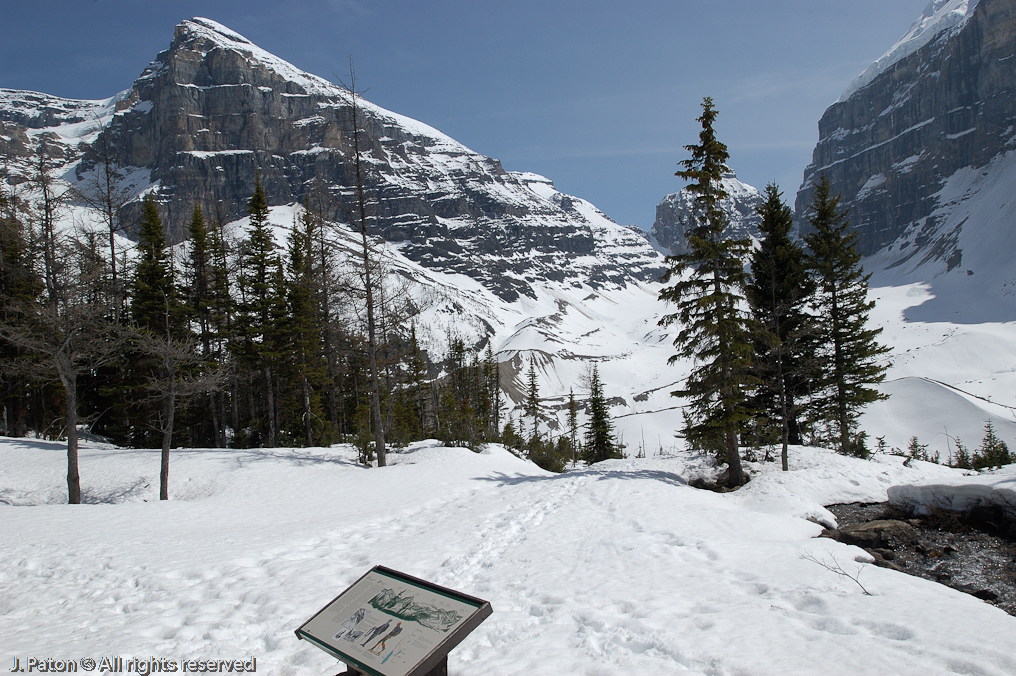 View from the Plain of the Six Glaciers Teahouse   Lake Louise, Banff National Park, Alberta, Canada