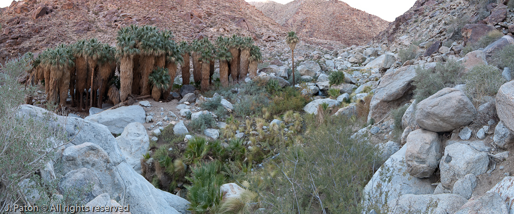 Palm Oasis Panoramic   Palm Canyon Trail, Anza-Borrego Desert State Park, California