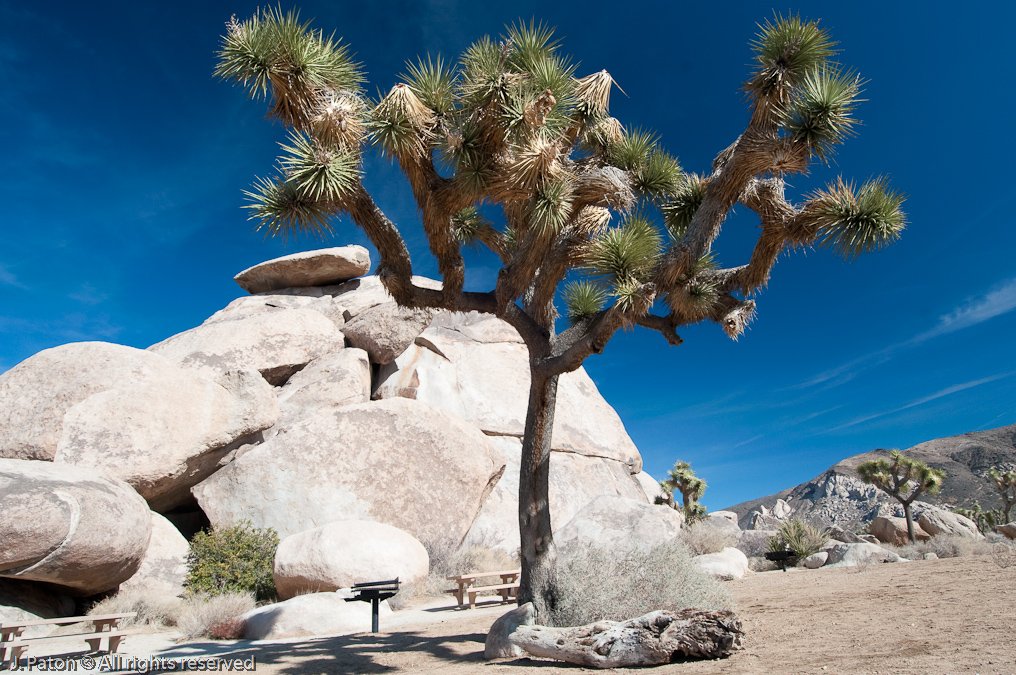 Cap Rock and Joshua Tree   Joshua Tree National Park, California