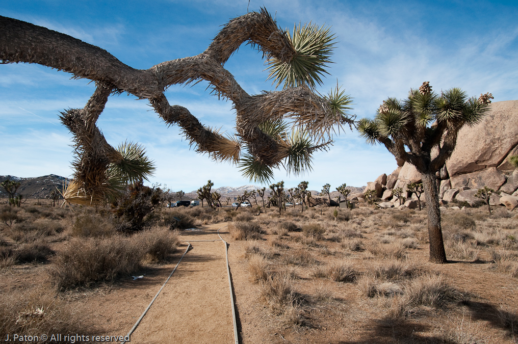 Cap Rock Nature Trail   Joshua Tree National Park, California