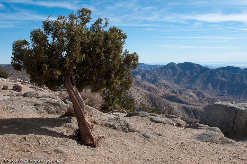 California Juniper at Keys View   Joshua Tree National Park, California