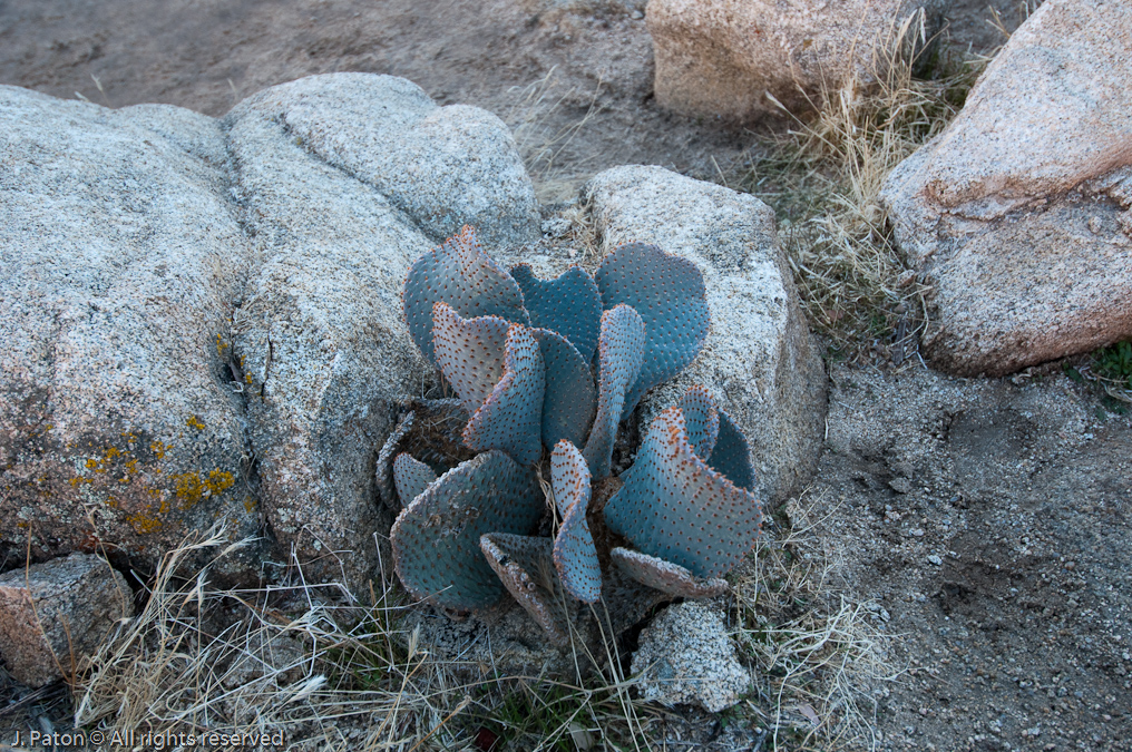 Cactus on Trail   Hidden Valley Trail, Joshua Tree National Park, California