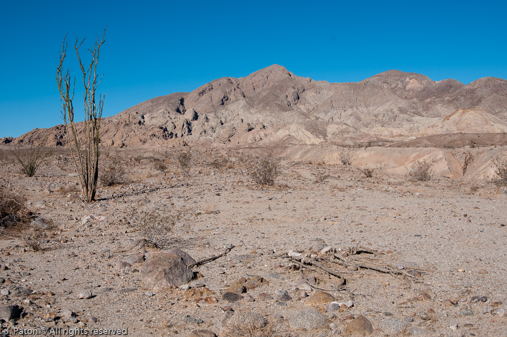 Ocotillo at First Stop   Anza-Borrego Desert State Park, California