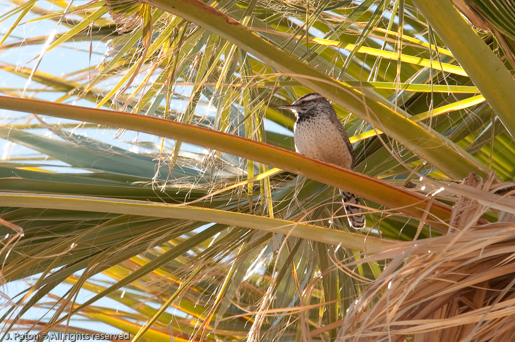 Cactus Wren   Palm Canyon Trail, Anza-Borrego Desert State Park, California