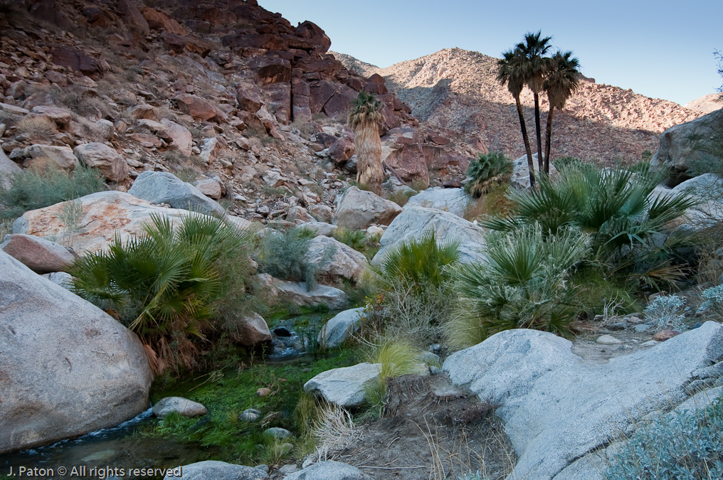 First Palms   Palm Canyon Trail, Anza-Borrego Desert State Park, California