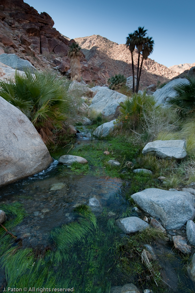 Green in the Desert   Palm Canyon Trail, Anza-Borrego Desert State Park, California