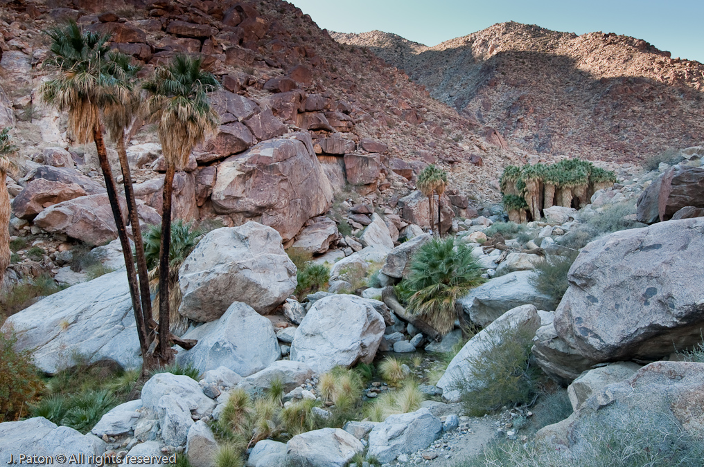 First view of the Oasis   Palm Canyon Trail, Anza-Borrego Desert State Park, California