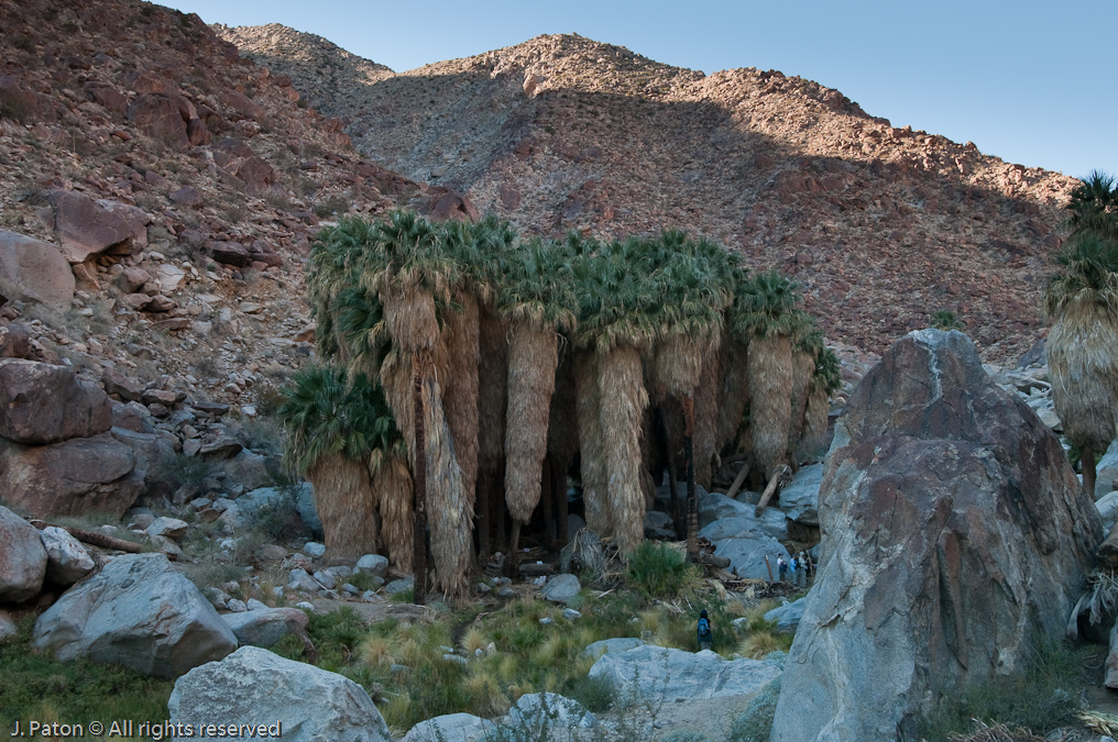 Palm Oasis Closeup from Above   Palm Canyon Trail, Anza-Borrego Desert State Park, California