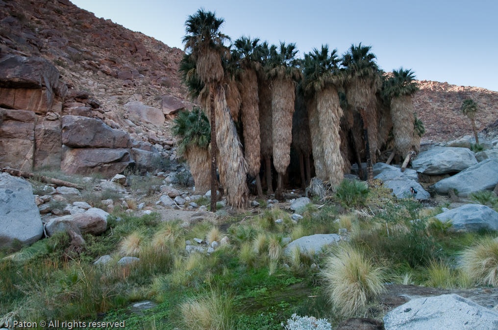 Palm Oasis Closeup  