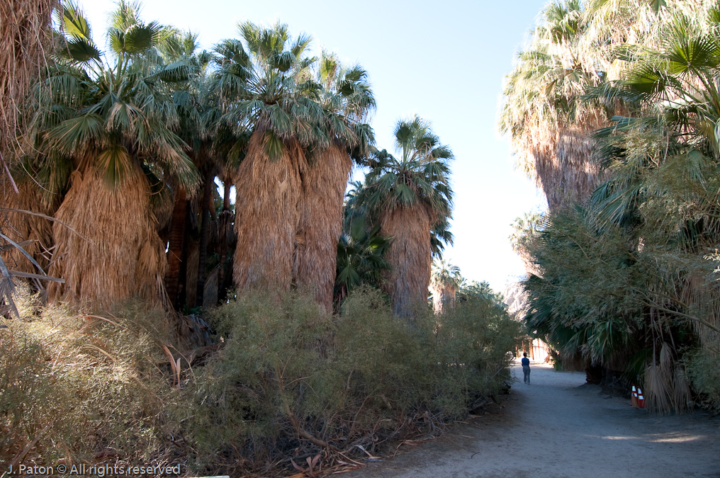 Thousand Palms Oasis Near Visitor Center   Coachella Valley Preserve, California