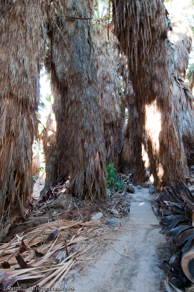 McCallum Trail   Coachella Valley Preserve, California