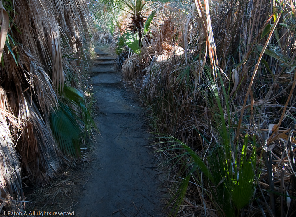 McCallum Trail   Coachella Valley Preserve, California