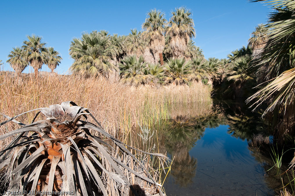 McCallum Pond   Coachella Valley Preserve, California