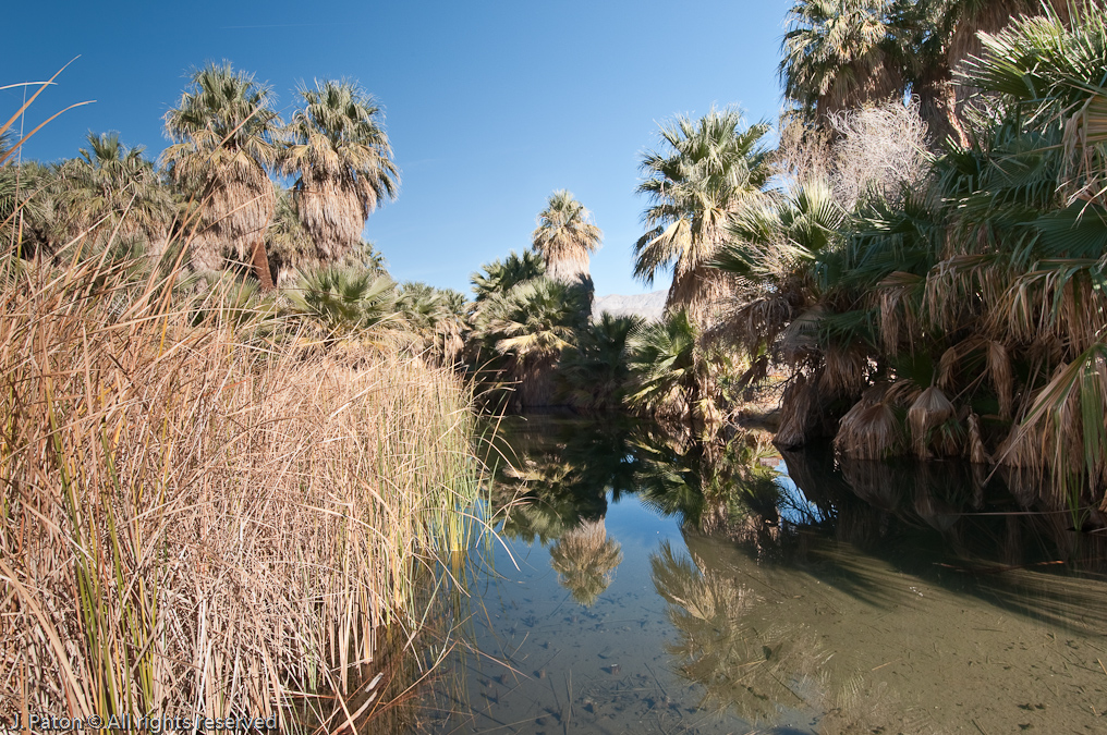 McCallum Pond   Coachella Valley Preserve, California