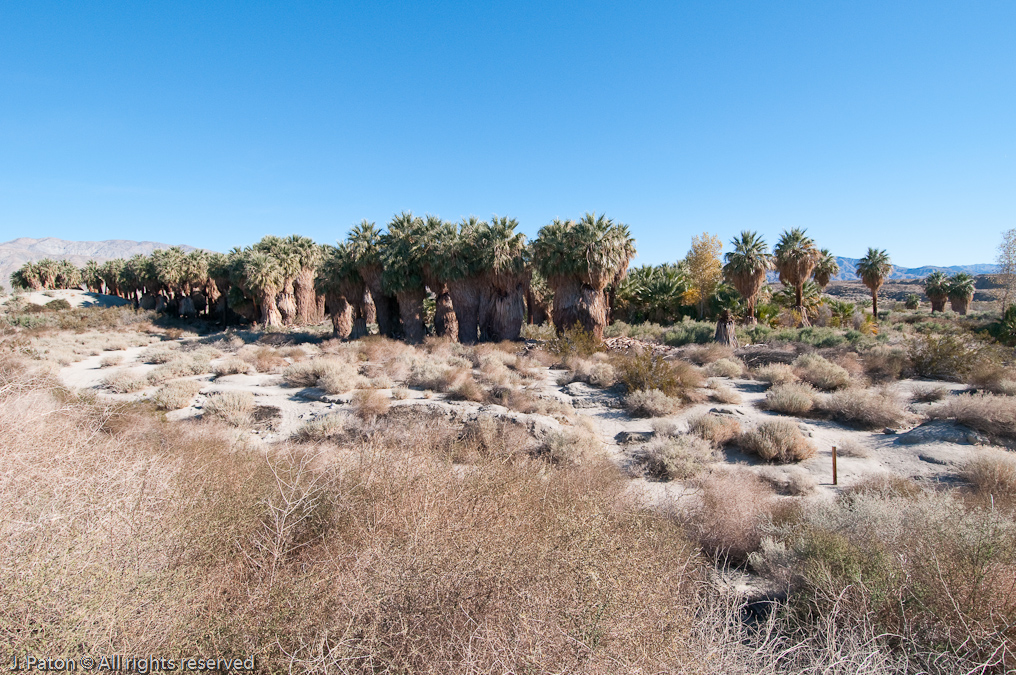 View From the Dunes   Coachella Valley Preserve, California