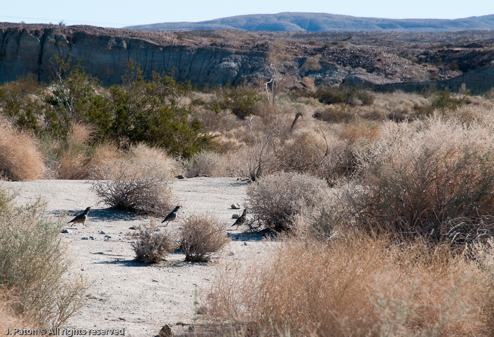 Gambel's Quail   Coachella Valley Preserve, California