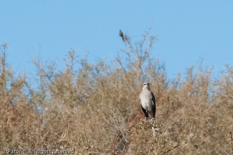 There's That Bird Again   Coachella Valley Preserve, California