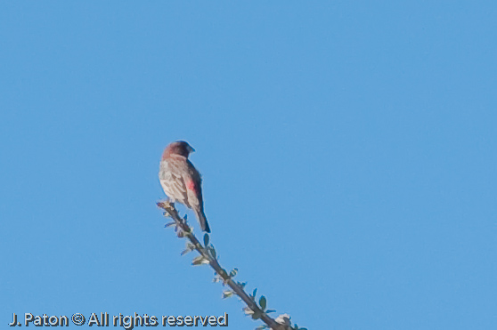 Another Unknown Bird   Coachella Valley Preserve, California